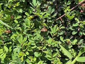 Creeping indigo(Indigofera spicata)