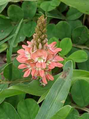 Creeping indigo(Indigofera spicata)