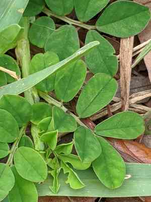Creeping indigo(Indigofera spicata)