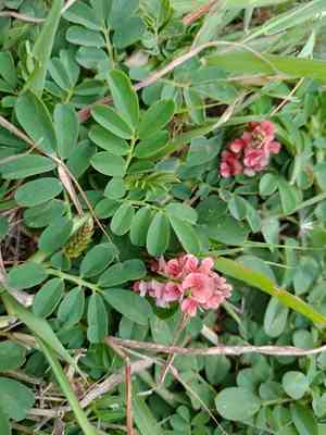 Creeping indigo(Indigofera spicata)