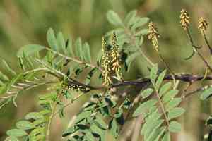 Anil de pasto(Indigofera suffruticosa)