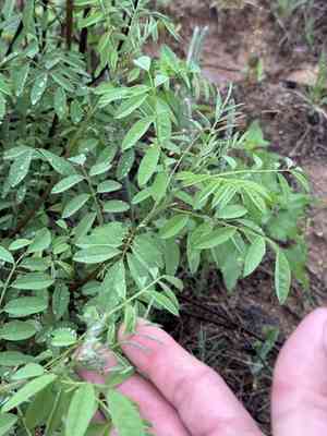 Anil de pasto(Indigofera suffruticosa)