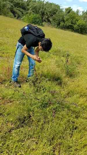 Anil de pasto(Indigofera suffruticosa)