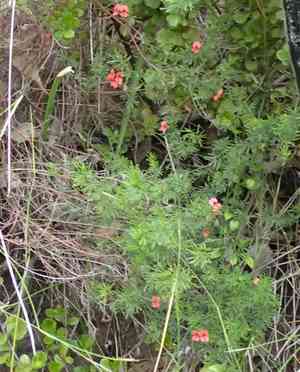 Indigofera verrucosa(Indigofera verrucosa)