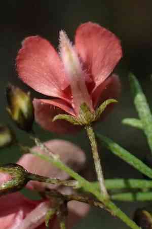 Indigofera verrucosa(Indigofera verrucosa)