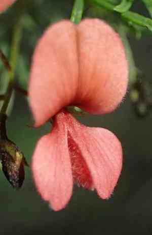 Indigofera verrucosa(Indigofera verrucosa)
