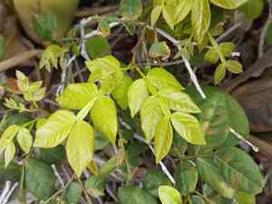 Ice-cream-bean(Inga edulis)
