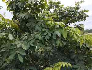 Ice-cream-bean(Inga edulis)