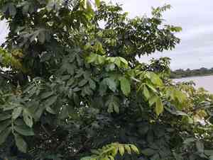 Ice-cream-bean(Inga edulis)