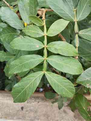 Ice-cream-bean(Inga edulis)