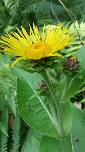 Elecampane(Inula helenium)