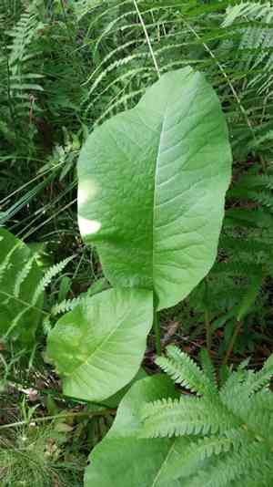 Elecampane(Inula helenium)