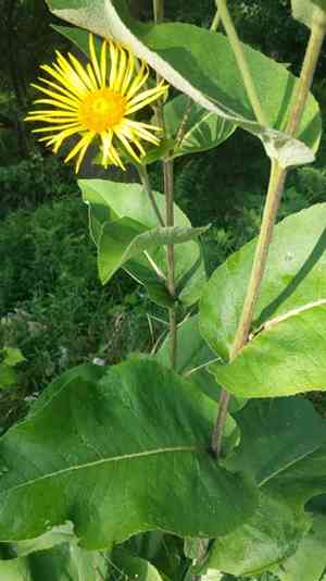 Elecampane(Inula helenium)