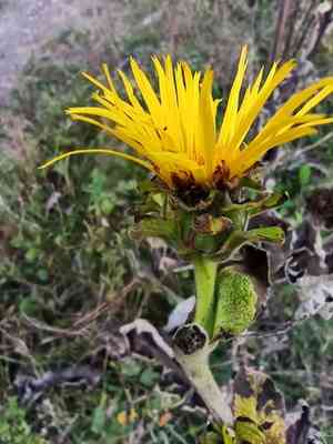 Elecampane(Inula helenium)