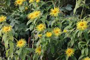 Hooker's inula(Inula hookeri)
