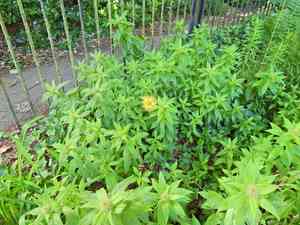 Hooker's inula(Inula hookeri)