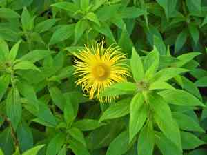Hooker's inula(Inula hookeri)