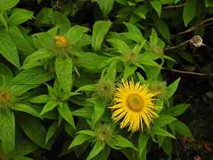 Hooker's inula(Inula hookeri)
