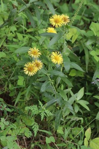 Inula Invasive Inula japonica (Inula japonica) Care Guide: Pests, Diseases, Watering ...