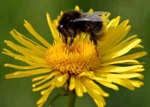 Irish fleabane(Inula salicina)