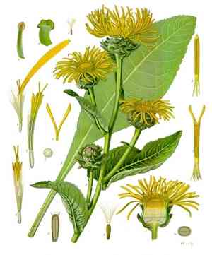 Inula (Inula)(Inula)