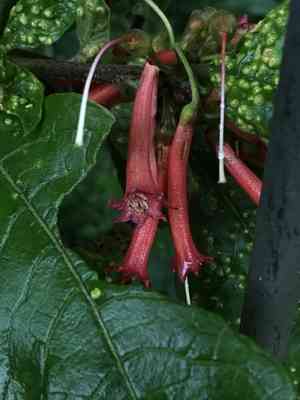 Red iochroma(Iochroma fuchsioides)
