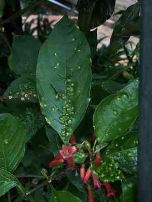 Red iochroma(Iochroma fuchsioides)