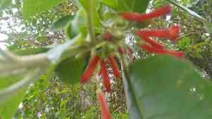 Red iochroma(Iochroma fuchsioides)