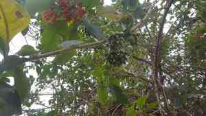 Red iochroma(Iochroma fuchsioides)