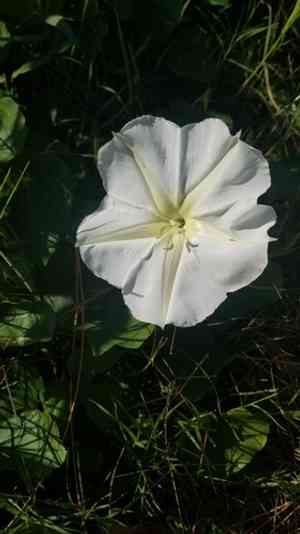 Moonflower(Ipomoea alba)