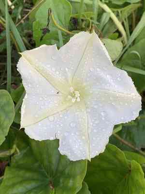 Moonflower(Ipomoea alba)