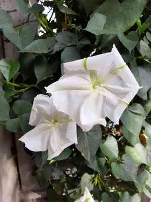 Moonflower(Ipomoea alba)