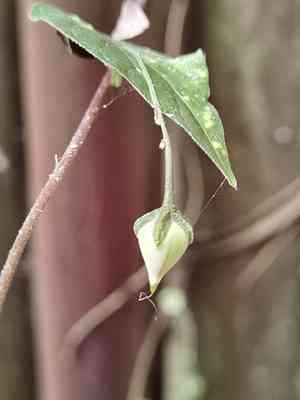 Ipomoea aristolochiifolia(Ipomoea aristolochiifolia)