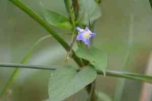 Ipomoea aristolochiifolia(Ipomoea aristolochiifolia)