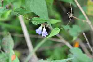 Ipomoea aristolochiifolia(Ipomoea aristolochiifolia)