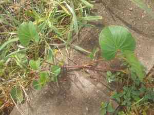 Ginger-leaf morning-glory(Ipomoea asarifolia)