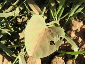 Ginger-leaf morning-glory(Ipomoea asarifolia)