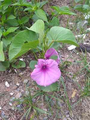 Ginger-leaf morning-glory(Ipomoea asarifolia)