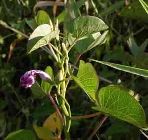 Ginger-leaf morning-glory(Ipomoea asarifolia)