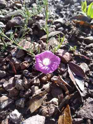 Purple morning-glory(Ipomoea capillacea)