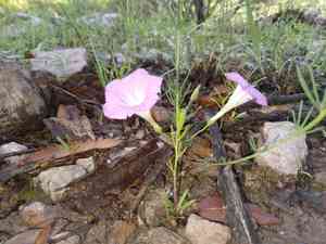 Purple morning-glory(Ipomoea capillacea)