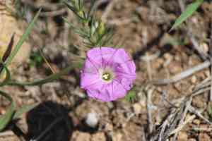 Purple morning-glory(Ipomoea capillacea)