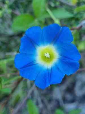 Heartleaf morning-glory(Ipomoea cardiophylla)