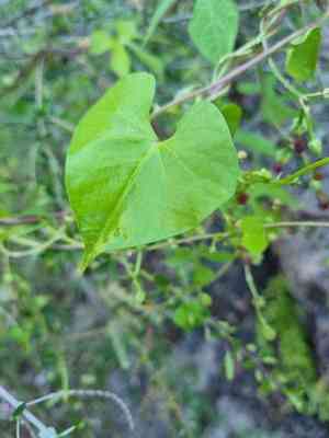Heartleaf morning-glory(Ipomoea cardiophylla)