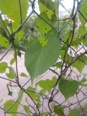 Heartleaf morning-glory(Ipomoea cardiophylla)