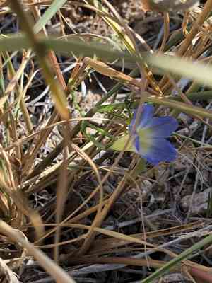 Heartleaf morning-glory(Ipomoea cardiophylla)