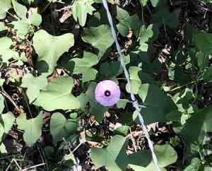 Tievine(Ipomoea cordatotriloba)