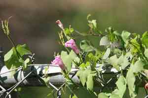 Tievine(Ipomoea cordatotriloba)