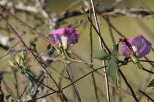 Tievine(Ipomoea cordatotriloba)