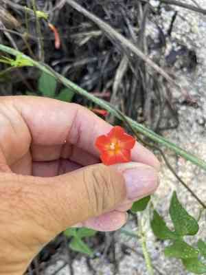Trans-pecos morning-glory(Ipomoea cristulata)